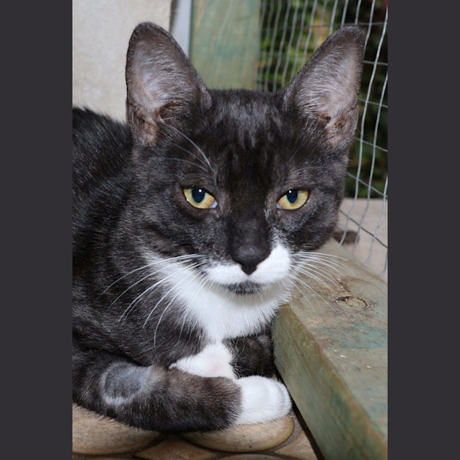 Photo of Friday  & Jackson  Now At Pet Quarters Broadmeadow