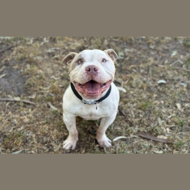 Photo of Hancho