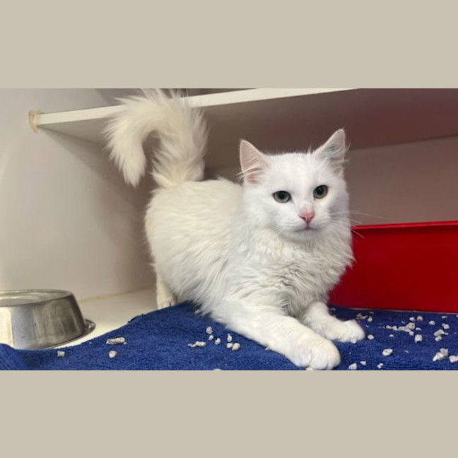 Photo of Snowball