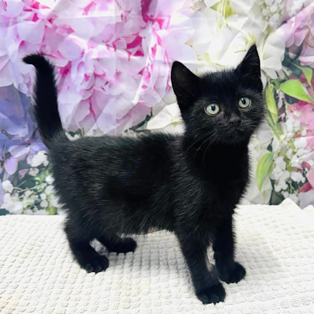 Photo of Wednesday   Located In Ashburton