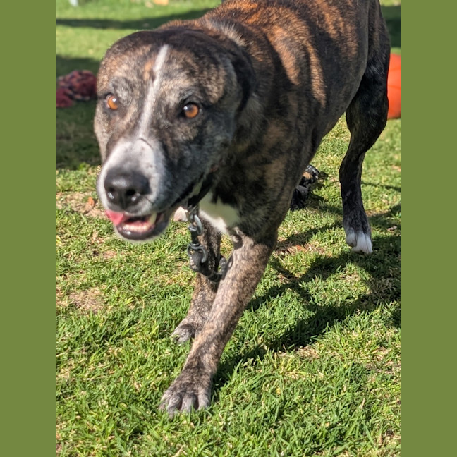 Photo of Lenny (Yeti)