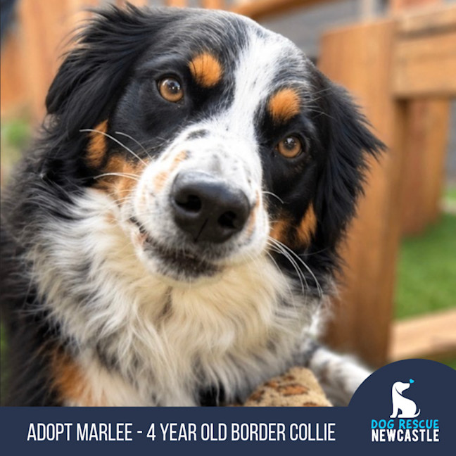 Photo of Marlee   4 Year Old Border Collie