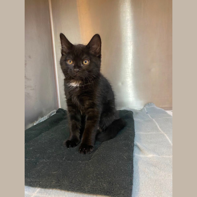 Photo of Sirius 