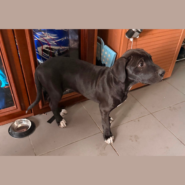 Photo of Onyx