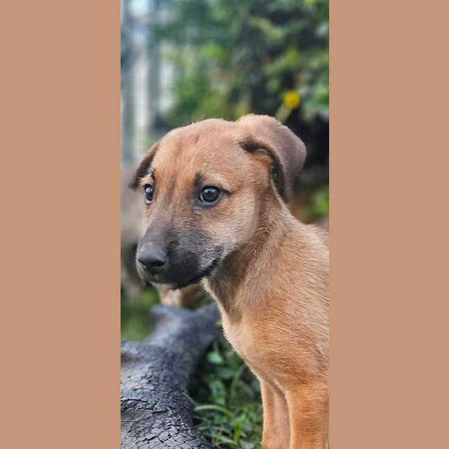 Photo of Jippa