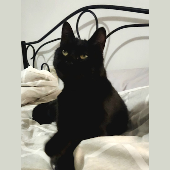 Photo of Puss Puss Mickey