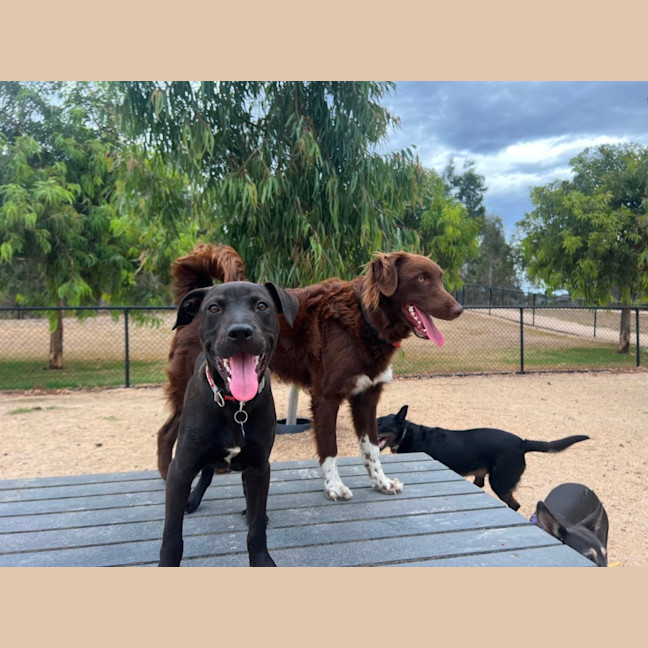 Photo of Koda 