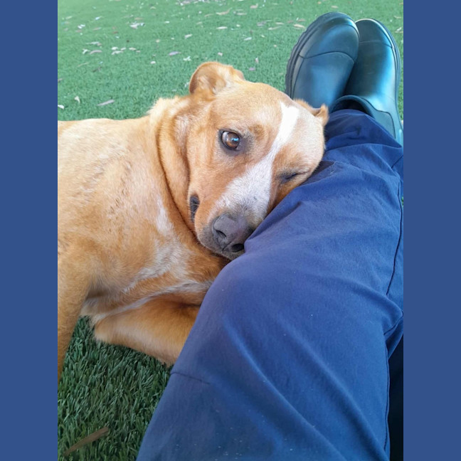 Photo of Phoebe   4 Year Old Cattle Dog X