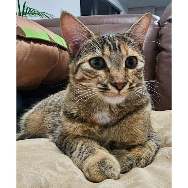 Photo of 11724   Tinsel