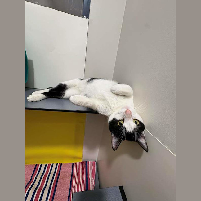 Photo of Zorro