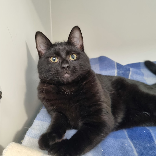 Photo of Oliver
