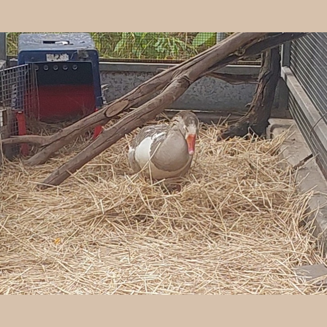 Photo of Honcules