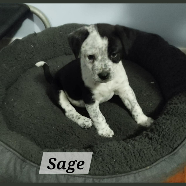Photo of Sage