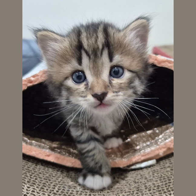Photo of Winston