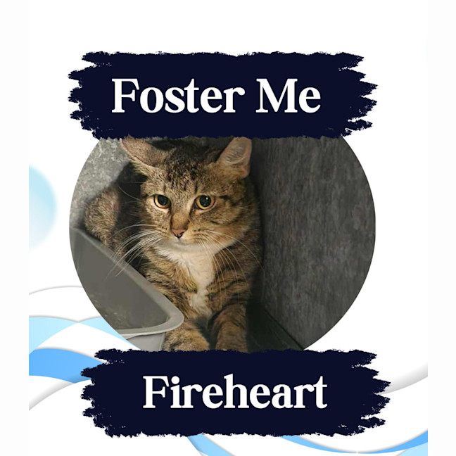 Photo of Fireheart