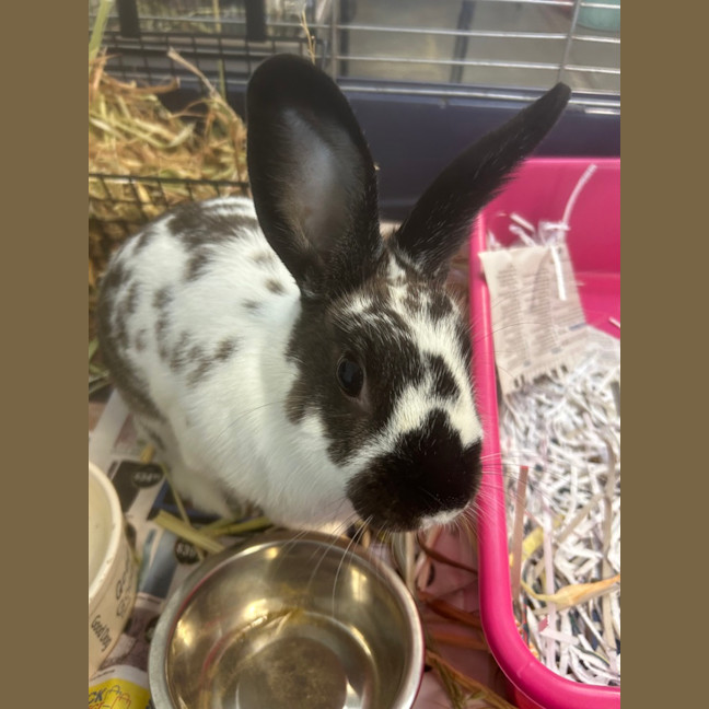 Photo of Polka Dot