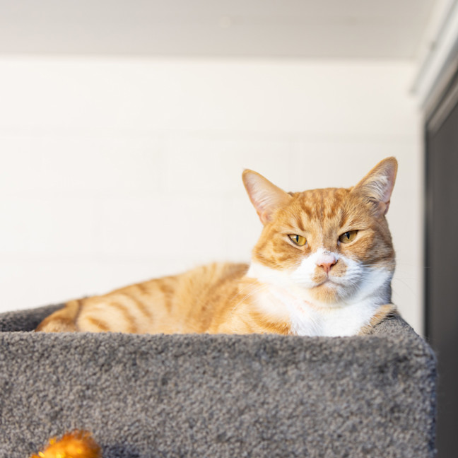 Photo of Cheeto