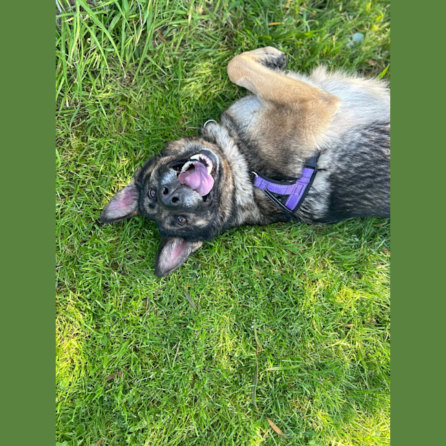 Photo of Jade