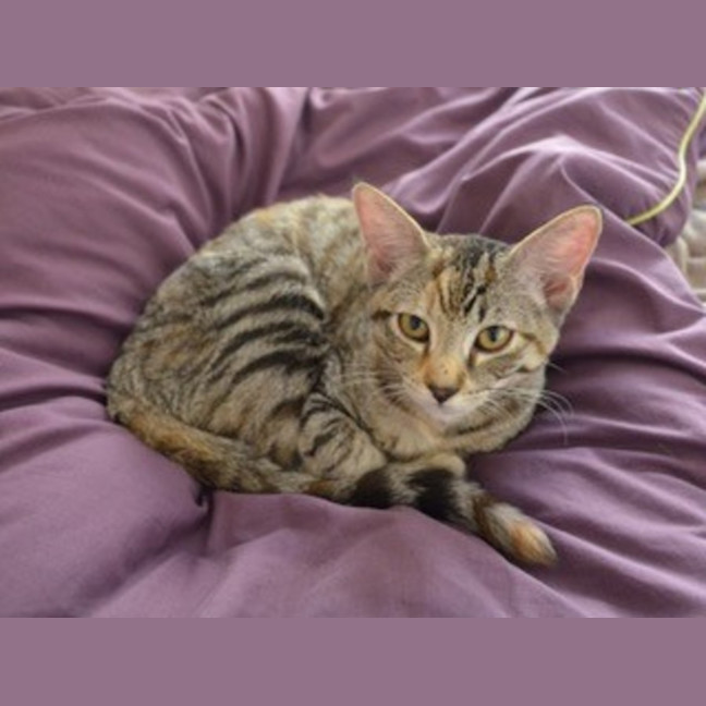 Photo of Lola   4 Month Old Domestic Medium Hair