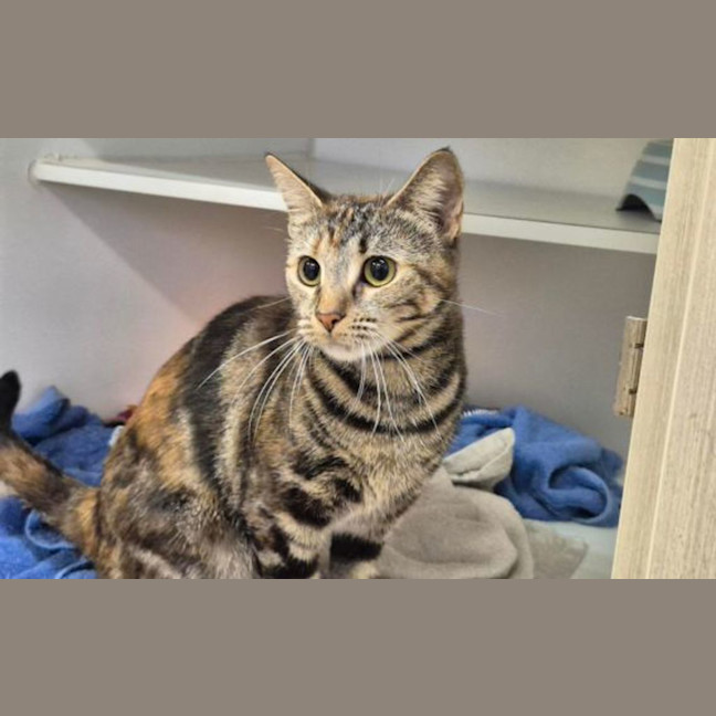 Photo of Hermes