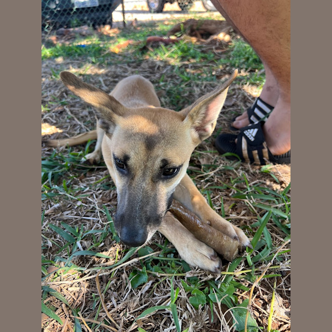 Photo of Humphrey (Nugget)