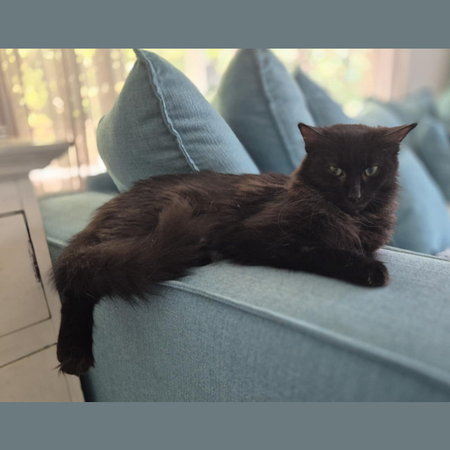 Photo of Lady