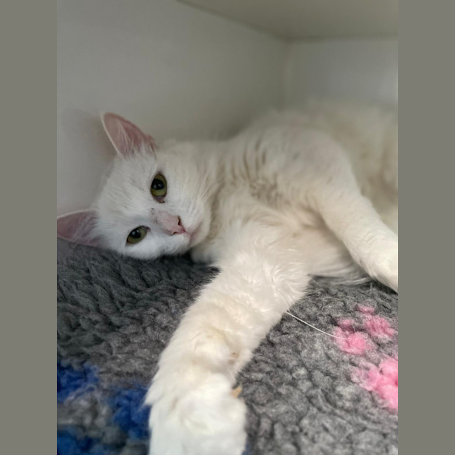 Photo of Marshmallow