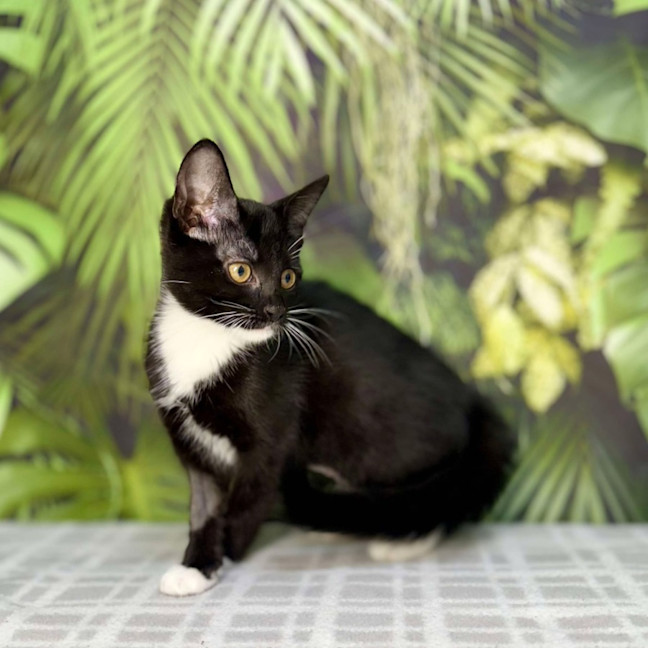 Photo of Pixie   Located In Frankston