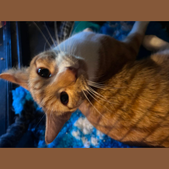 Photo of Ginja Ninja 🥷 