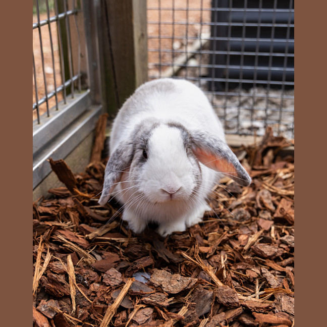 Photo of Harry Hopper