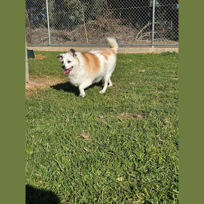 Photo of Rosie 