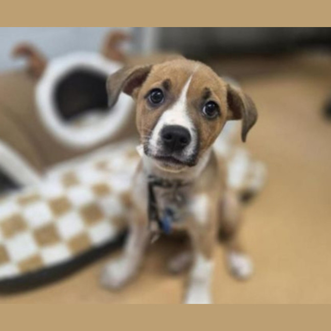 Photo of Chestnut