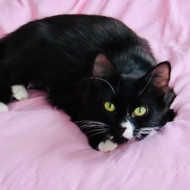 Photo of Calypso   Located In Croydon