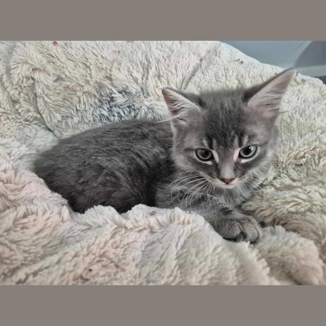 Photo of Misty