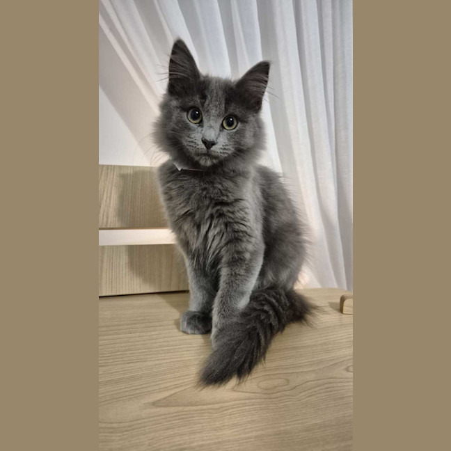 Photo of Rune