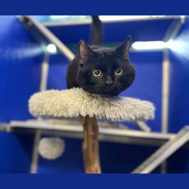Photo of Percy 