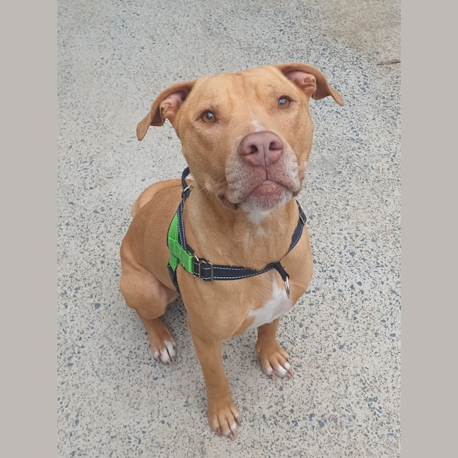 Photo of Romeo