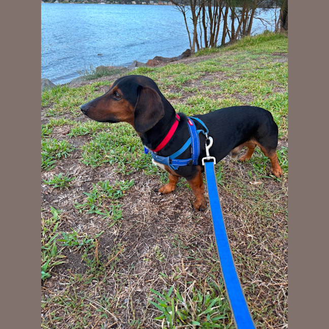 Photo of Hendrix   4 Year Old Dachshund 