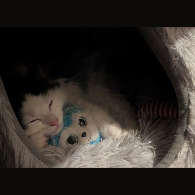 Photo of Bobby (Was Oreo)