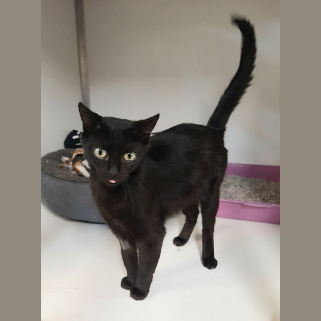 Photo of Cinder