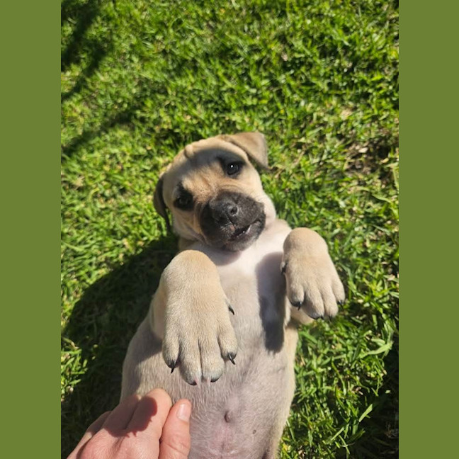 Photo of Admiral Albert