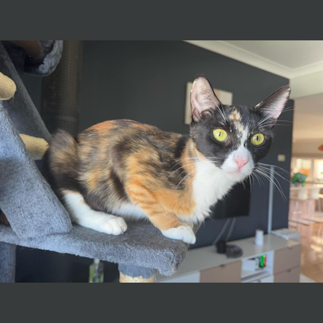 Photo of Sally   3 Year Old Domestic Shorthair