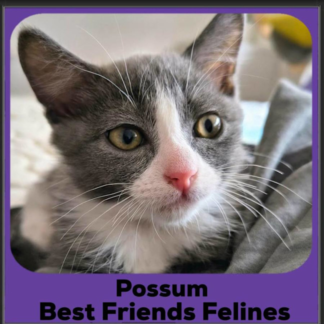 Photo of Possum 