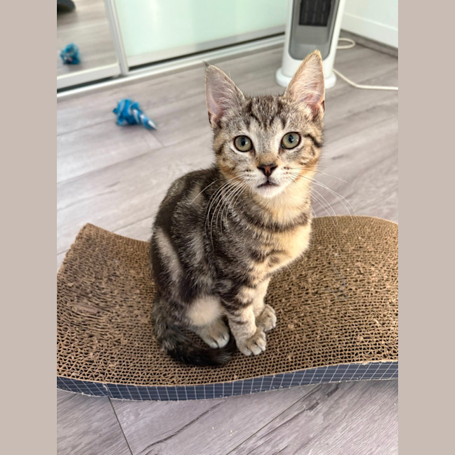 Photo of Loki