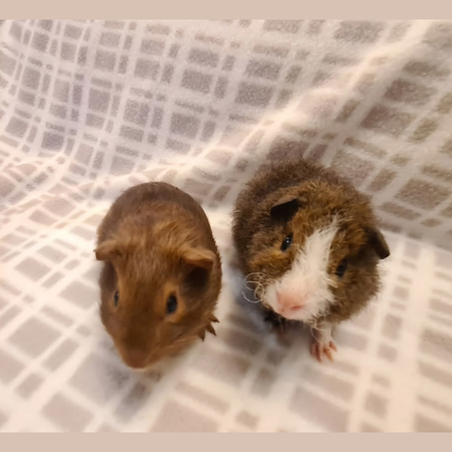 Photo of Jennie & Josie