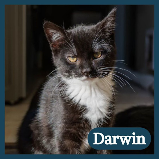 Photo of Darwin