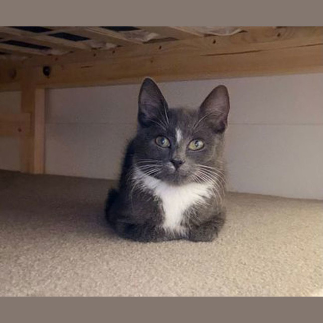 Photo of Earl Grey Matcha