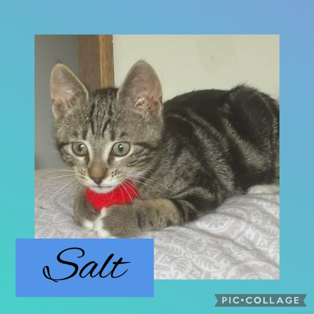 Photo of Salt