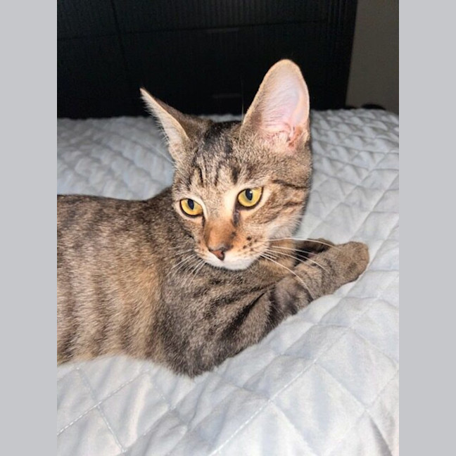 Photo of Teddy