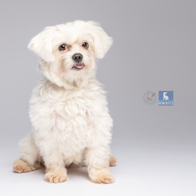 Photo of Lily   6 Year Old Maltese (Trial)